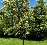 &copy; Leopold Blauensteiner - Akazienbl&uuml;te in G&ouml;sing&nbsp;&nbsp;&nbsp;
